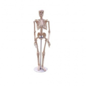Манекен человека 176 см, скелет