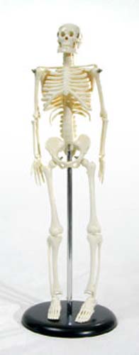 Скелет человека 45 см., на подставке