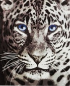 Картина по номерам Greenwich Line 40*50см "Голубоглазый леопард", с акриловыми красками, холст