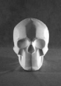 Гипсовая фигура череп обрубовка, h-20см