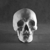 Гипсовая фигура череп, h-16см белый